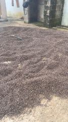 Palm Kernel Shell (PKS) - Image 2
