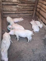 Pig,pork,bacon Texture Fresh Color Natural Size 30-70 kg per Source Responsible Address Entebbe-Kasanje Type Large white, Long white - Image 2