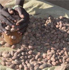 Premium Shea Butter  From  Uganda and Kenya – product photo 2, product detail gallery