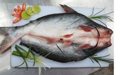 Free sample Panga Wholesale Frozen sutchi Pangasius Basa Tra Swai Butterfly cut Fish IQF Bulk 10kg packing in Vietnam - Image 3