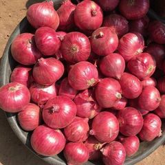 Fresh Onion High Quality Whole Natural Bulbs Carefully Selected Farm Produce Rich Flavor Healthy Cooking Ingredient - Image 1