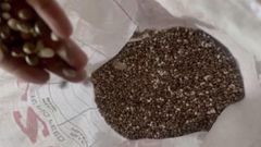 Castor Beans - Image 2