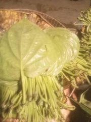 Fresh Bangla Betel Leaves Export quality – product photo 2, product detail gallery
