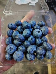 PREMIUM BLUEBERRIES FOR SALE - CLASS 1 EXPORT QUALITY BLUEBERRIES FROM SOUTH AFRICA – product photo 2, product detail gallery