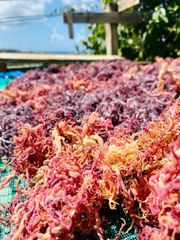 Artisanal Shade-Dried Purple Sea Moss - Image 2