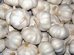 Fresh Garlic-Alho-Chesnok from Vietnam – High Quality, Competitive Price, Bulk Export Supplier, Contact +84 396549272 – product photo 1, product detail gallery
