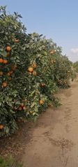 Fresh Egyptian Valencia Oranges – Export Grade - Image 1