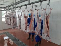 Beef Omasum - Image 1