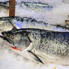 Premium Export Frozen Atlantic Salmon Top Quality Seafood for International Trade Wholesale and Bulk Buyers - Image 2