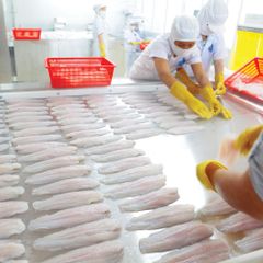 Premium Frozen Pangasius Steak for Seafood Markets - Image 5