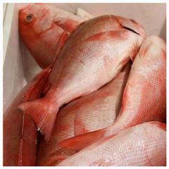 best qualiy bulk supplies high quality sea bream fish frozen red seabream sea-bream fish for sale. - Image 1