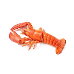 Wholesale Exporter We Sell Frozen Lobster / Live Lobster/Frozen Seafood - Image 2