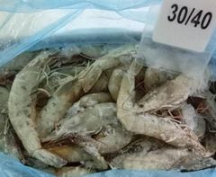 Shrimp - Image 1