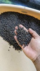 Premium Kerala Black Pepper Whole – 500 GL / 550 GL - Image 3