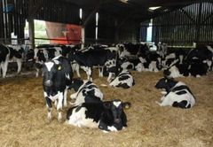 Full Breed Live Boer Goat And Cattle - Image 1