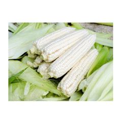 Fresh Corn on Cob Sweet Yellow Corn Farm Fresh Premium Quality Bulk Supply - Image 5