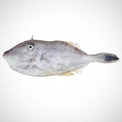 Premium Quality Frozen Leatherjacket / Filefish (Ikan Leatherjacket / Monacanthidae) – Wild Caught & Export Grade - Image 1
