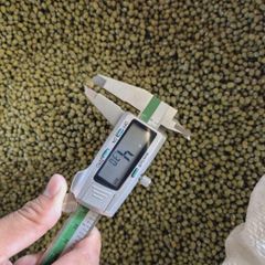 Green Mung bean Premium Quality - Image 5