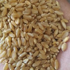 Organic Wheat grain for sale High Standard Wheat grain with excellent nutritional content and clean appearance in Bulk – product photo 2, product detail gallery