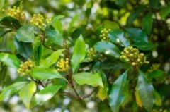 Cloves buds from madagascar – product photo 2, product detail gallery