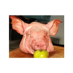 BEST Frozen Pork Head in Cheap price For Sale HIGH QUALITY FROZEN Pork Head READY FOR SHIPMENT BRAZIL ORIGIN Brazil Frozen Pork Head for sale Frozen Front Pork Head grade Cheap frozen meat halal pork meat Wholesale Frozen Pork Head for sale BEST Frozen Pork Head in Cheap price For Sale HIGH QUALITY FROZEN Pork Head READY FOR SHIPMENT BRAZIL ORIGIN Brazil Frozen Pork Head for sale Frozen Front Pork Head grade Cheap frozen meat halal pork meat Wholesale Frozen Pork Head for sale - Image 5