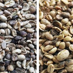 Chinese coffee beans broken with black beans arabica typ new crop - Image 3