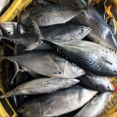 FRESH TUNA FISH /SKIPJACK TUNA/YELLOW - Image 2