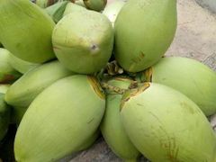 Green coconut – product photo 2, product detail gallery