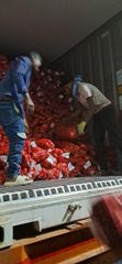 Fresh Indian Onions Nasik - Image 4