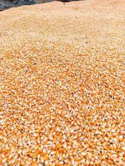 Maize Corn - Image 2
