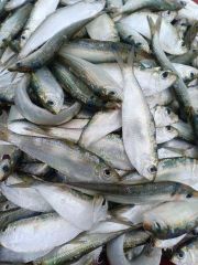 Froze Sardine Fish - Image 1