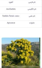 Available Products Galbanum Resin (Ferula gummosa) – Lump, Tear, and Semi-Solid Grades Asafoetida (Hing) – Pure, Semi-compounded, and Powder Mastic (Pistacia atlantica Resin) Tragacanth Gum – Ribbon & Flake (High-viscosity grades available) Gum Arabic (Persian Acacia) Ammoniacum Resin Other wild-harvested Iranian natural resins upon request; - Image 4