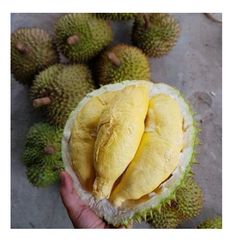 FREE TAX - Hot SALE Vietnam fresh/ frozen / dried durian - Wholesale for durian fresh / durian vietnam - Image 4