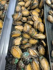 Frozen Boiled Abalone - Image 1
