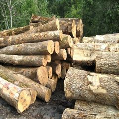 PINE SPRUCE BIRCH OAK ASH LOGS/TIMBER and eucalyptus timber wood logs/crude wood - Image 1