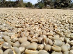 West Java Arabica Green Bean Coffee ( Java Preanger ) - Semiwash ProcessArabica – product photo 2, product detail gallery