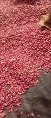 Shallots - Image 1