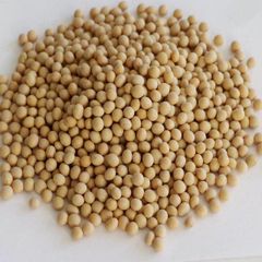 GMO SOYBEANS SEEDS - Image 1