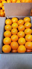 Fresh Valencia Oranges Premium Quality class 1 grade! qualuty 15kg carton packaging - Image 5