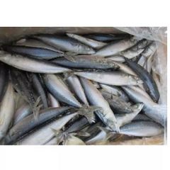 Wholesale seafood delicious fresh fish frozen tunny tuna fish - Image 4