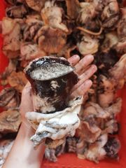 WHELK MEAT / CONCH MEAT Packaging IWP, BLOCK Origin Campeche, Mexico Main Markets Asia, Americas Weight (kg) -100 GR AND 100 GR UP - Image 4