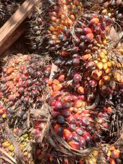 Unrefined oik palm – product photo 4, product detail gallery