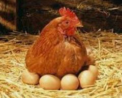 Chicken Eggs – product photo 5, product detail gallery