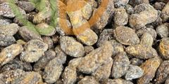 Voacanga africana Seeds - Ivory Coast Origin, Sun-Dried & Sorted, Alkaloid Profile per Lot - Image 2