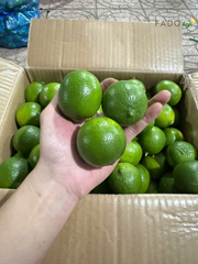 Seedless Lime – product photo 3, product detail gallery