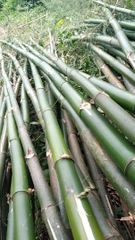 Bamboob - Image 1