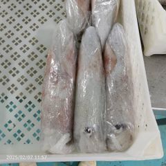 CALAMAR SQUID – product photo 4, product detail gallery