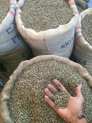 Premium Green Coffee Beans – Arabica & Robusta | Wholesale Bulk Supply - Image 2