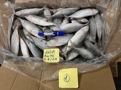 INDIAN MACKEREL - Image 1