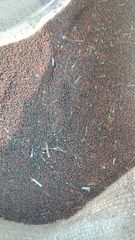 Mustard seeds Color Golden Hue Texture Purity And Potency Flavor Rich Aroma And Flavor Freshness Retained Maximum - Image 1